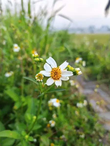 Bunga
