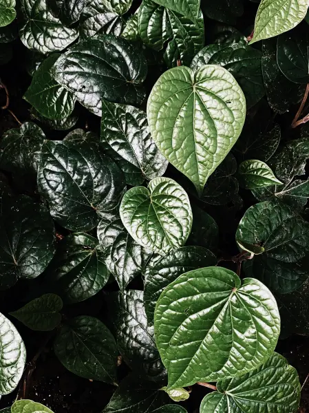 Daun Sirih