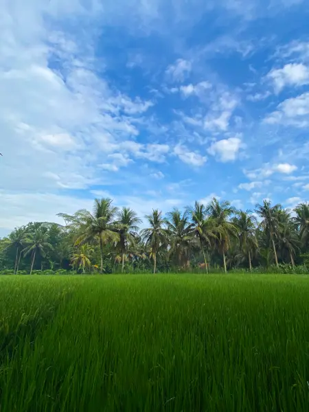 Persawahan Di Siang Hari Yang Indah
