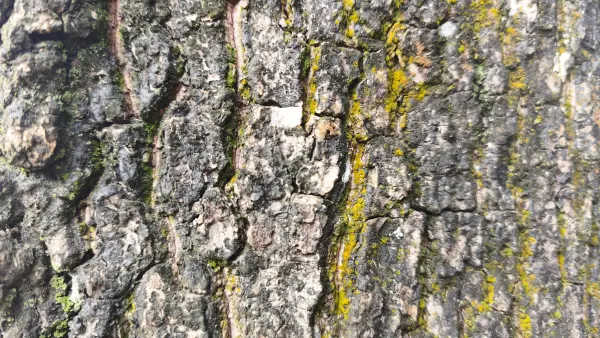 kayu