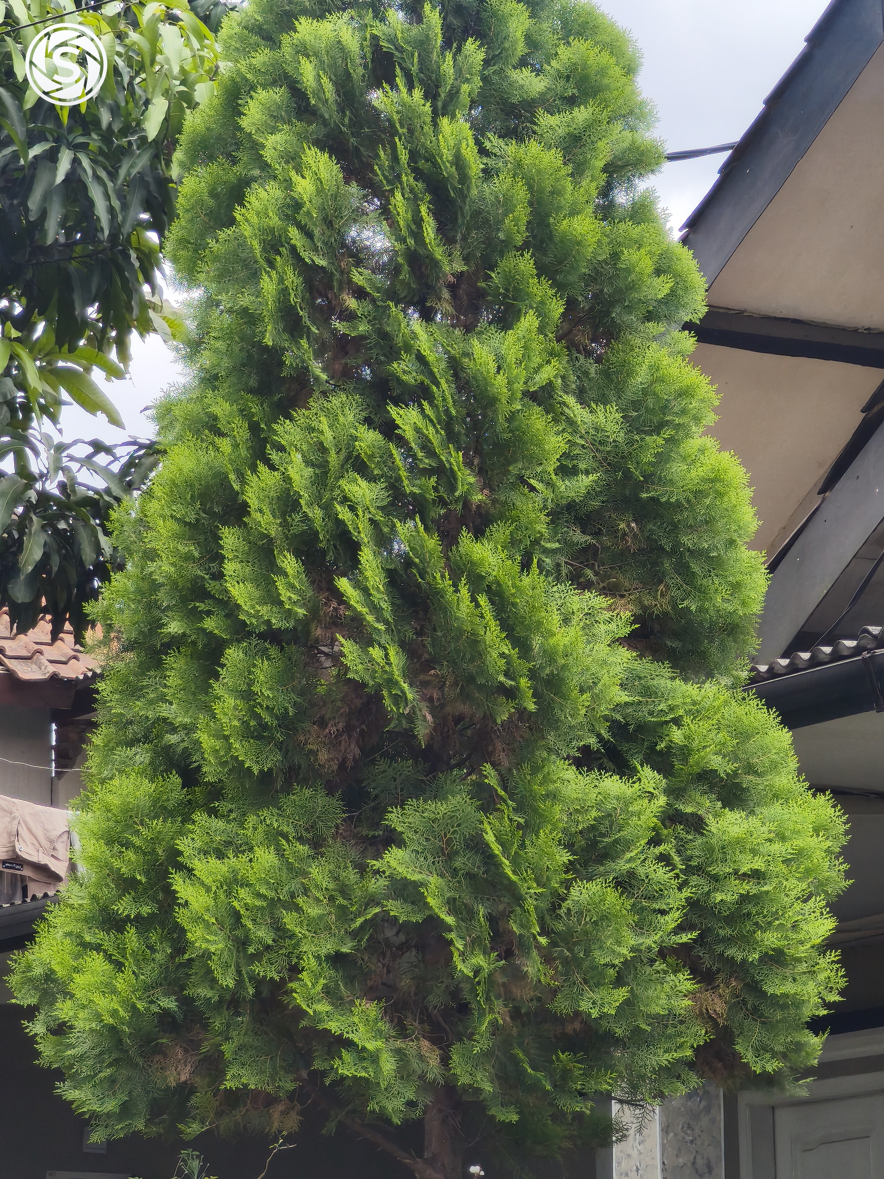 Pohon - foto oleh risa di PictStock