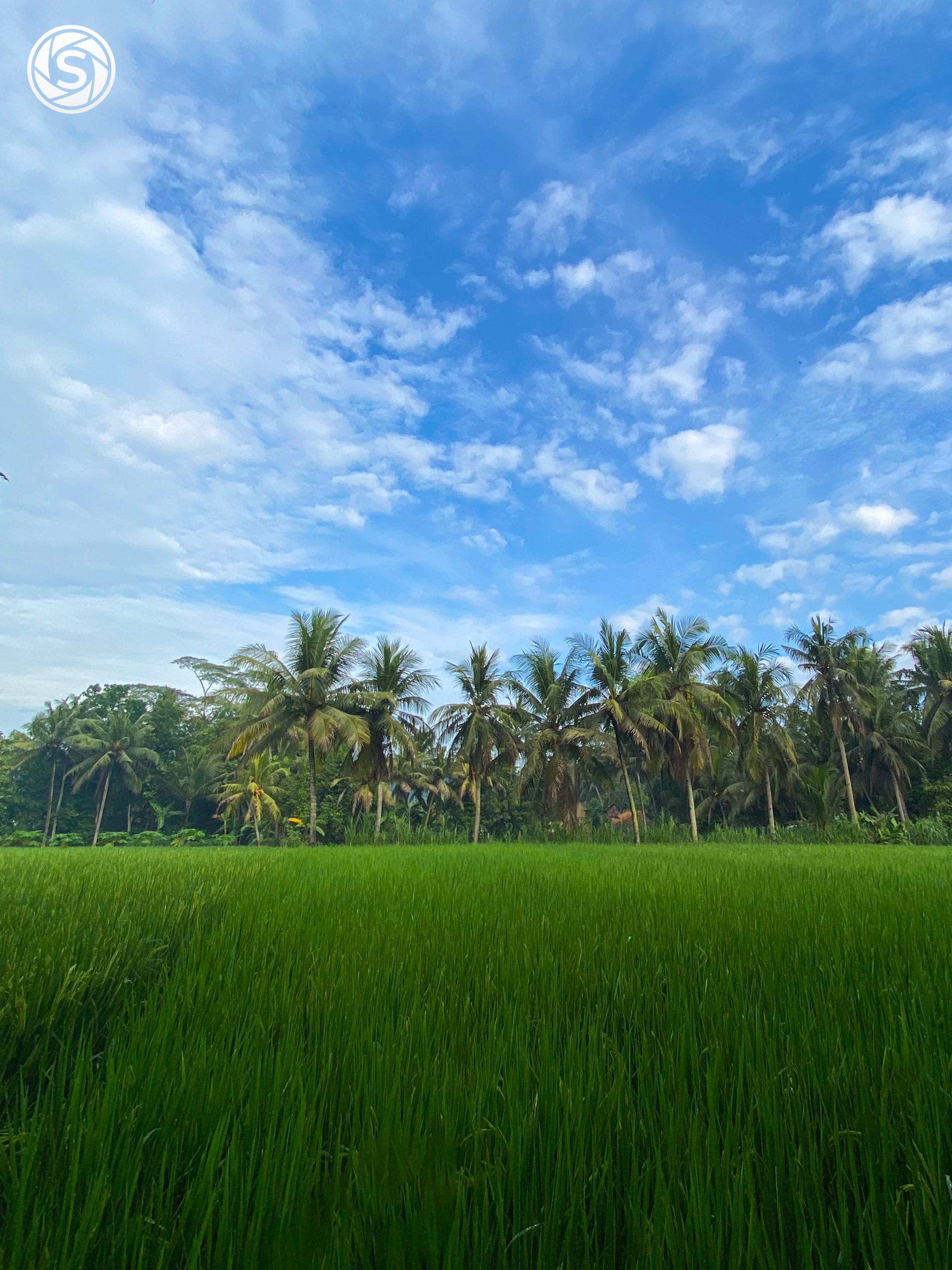 Persawahan Di Siang Hari Yang Indah - foto oleh Hari Susanto di PictStock