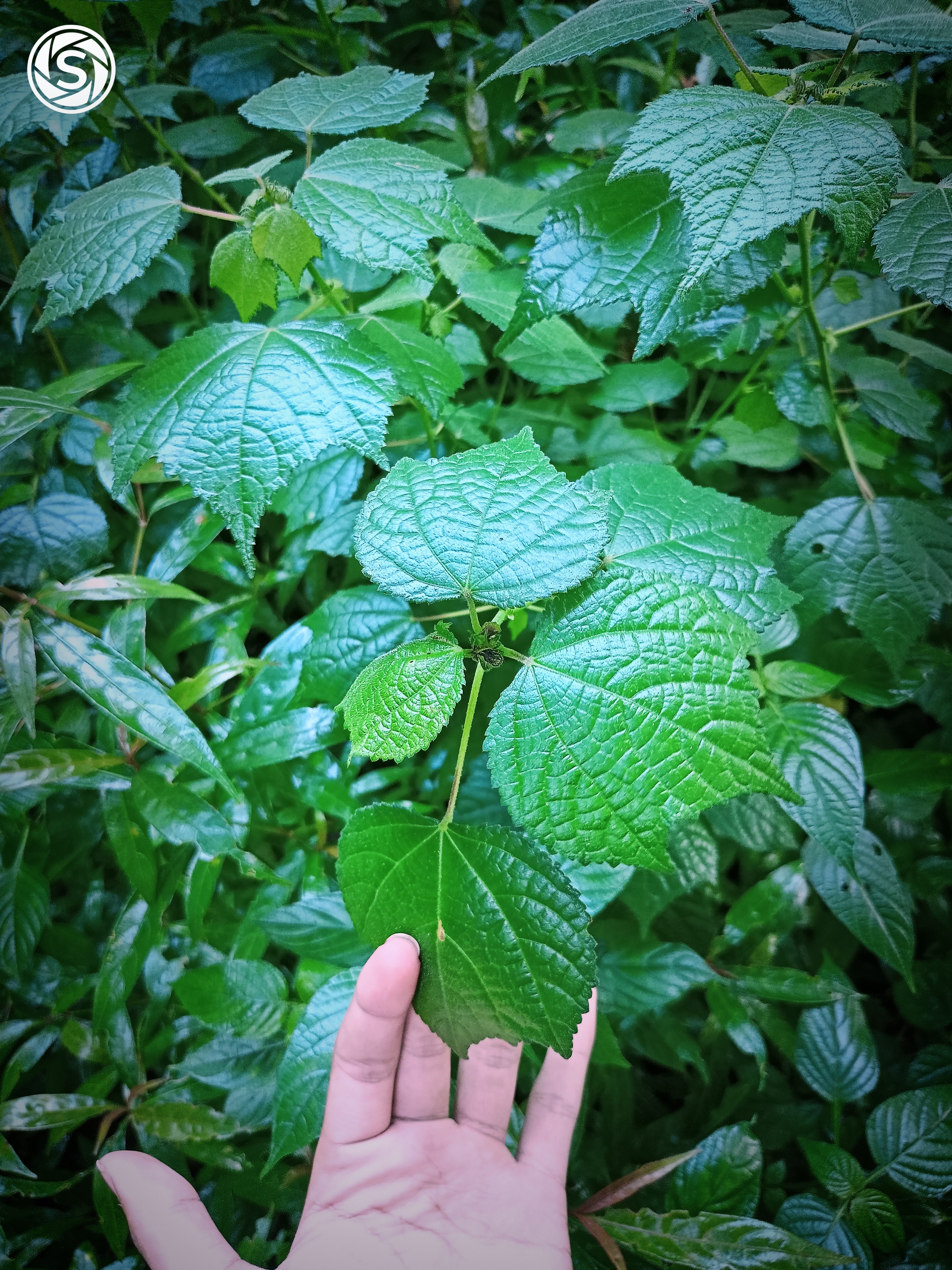 Portrait foto dedaunan - foto oleh Ihsann Ramdhan di PictStock