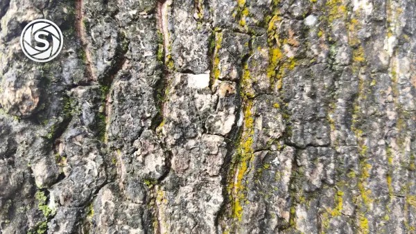 kayu - foto oleh Regular User di PictStock