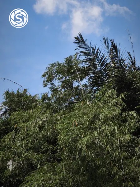 Daun - foto oleh Ilyas Alhafiz di PictStock