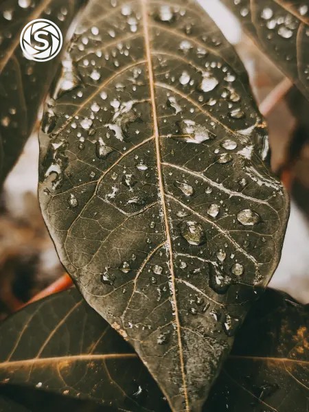 Daun - foto oleh Ilyas Alhafiz di PictStock