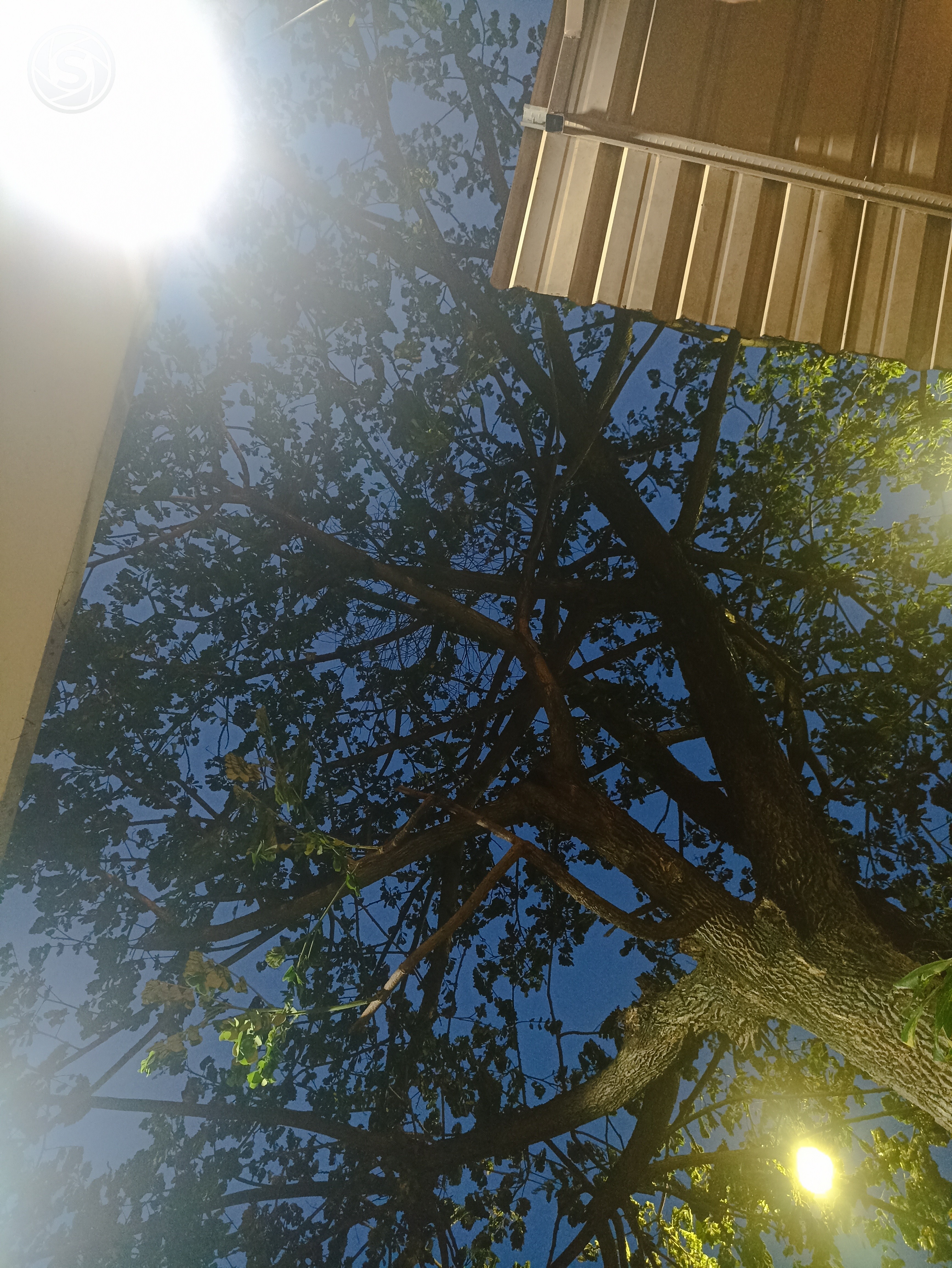 pemandangan langit sore dan indahnya pohon - foto oleh Riordan EGA Fradila di PictStock