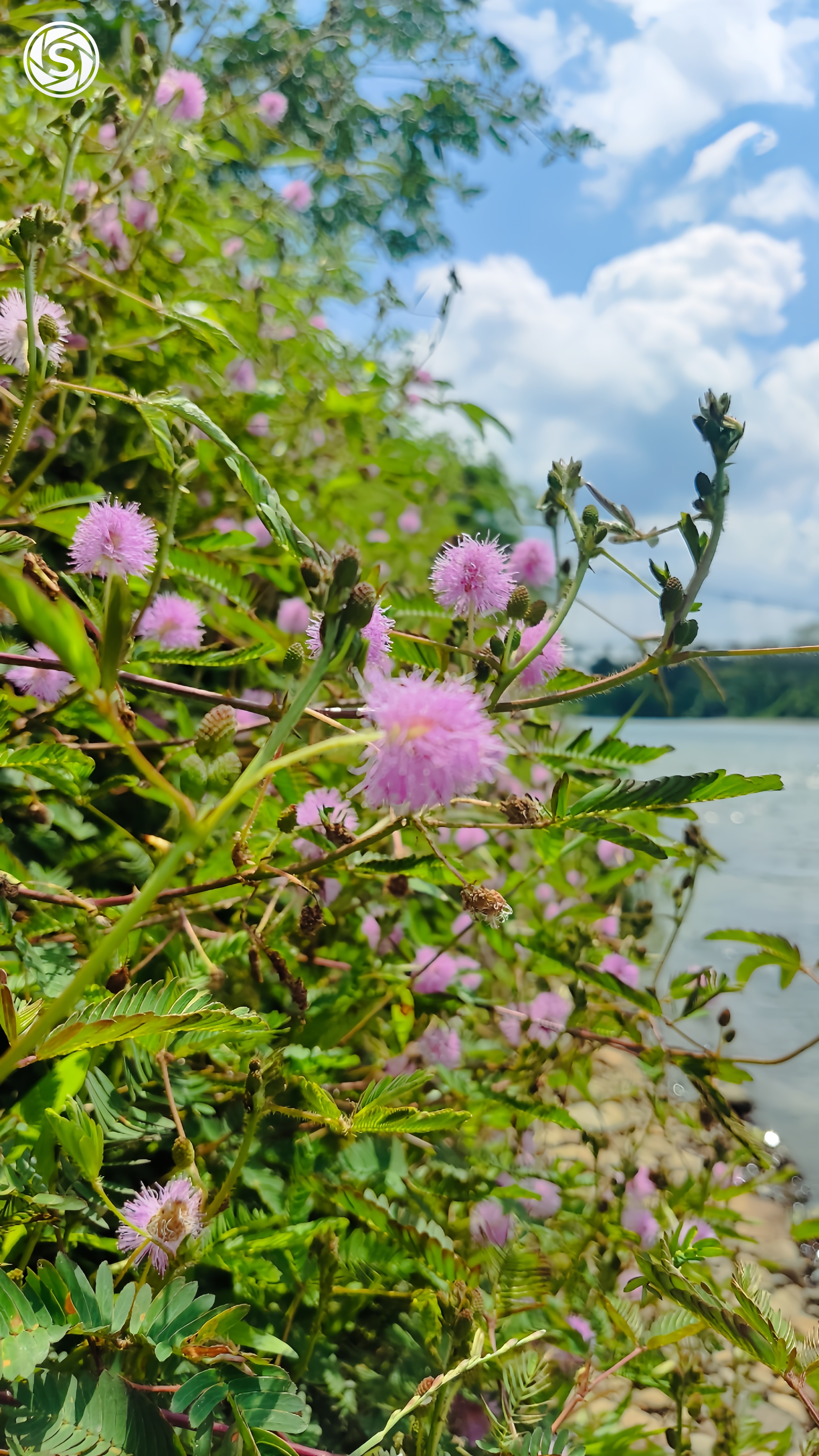 Photo bunga di tepi sungai - foto oleh Upii di PictStock