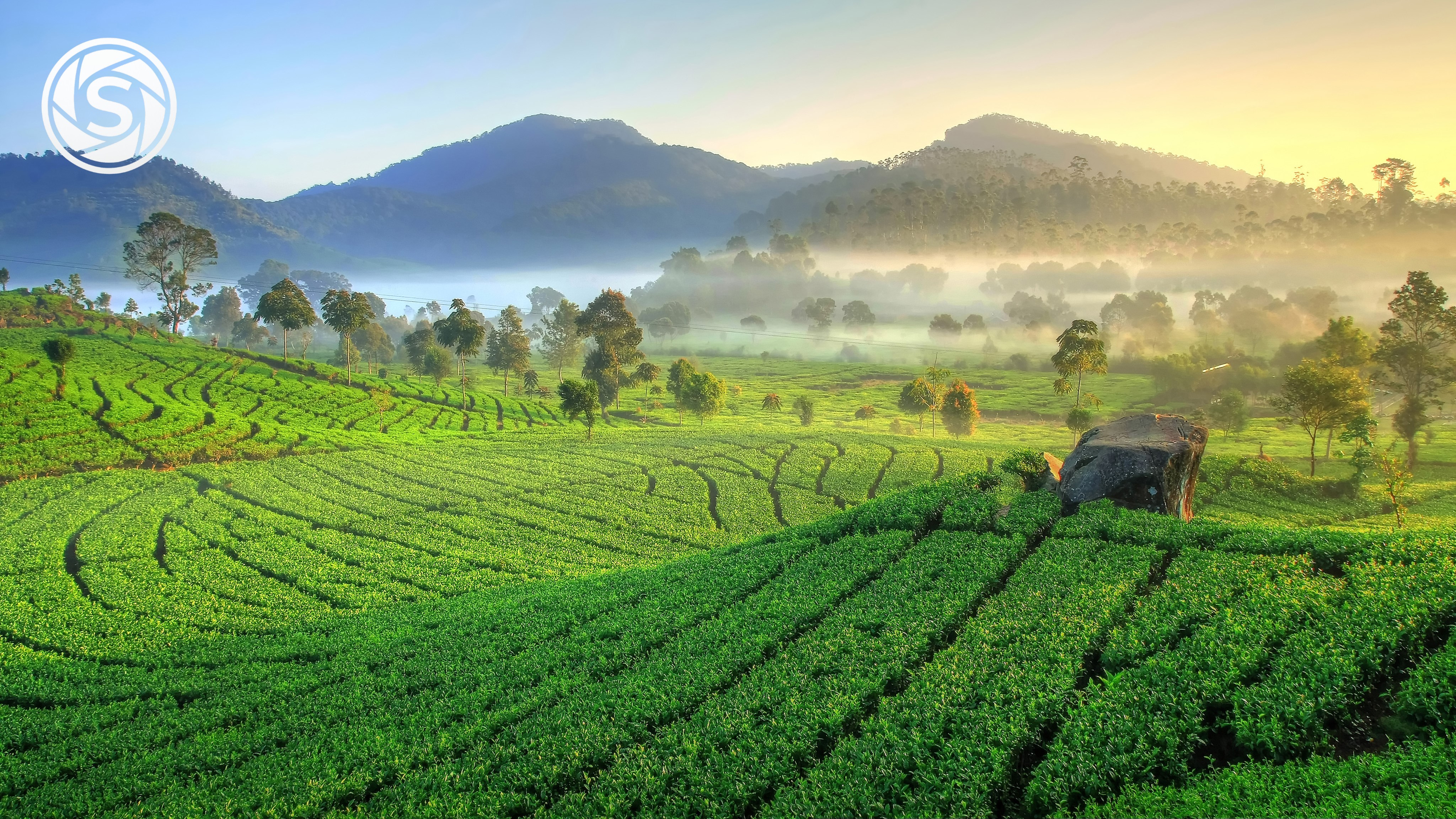 sawah - foto oleh codex1 di PictStock